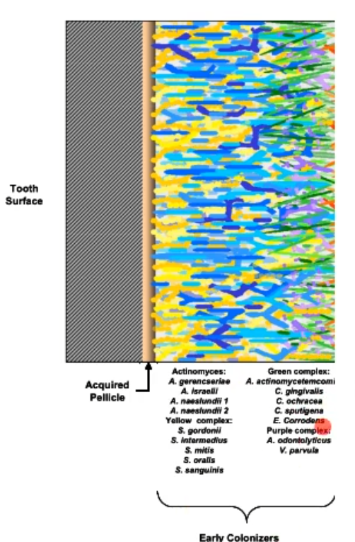 <p>gram negative anaerobes </p>