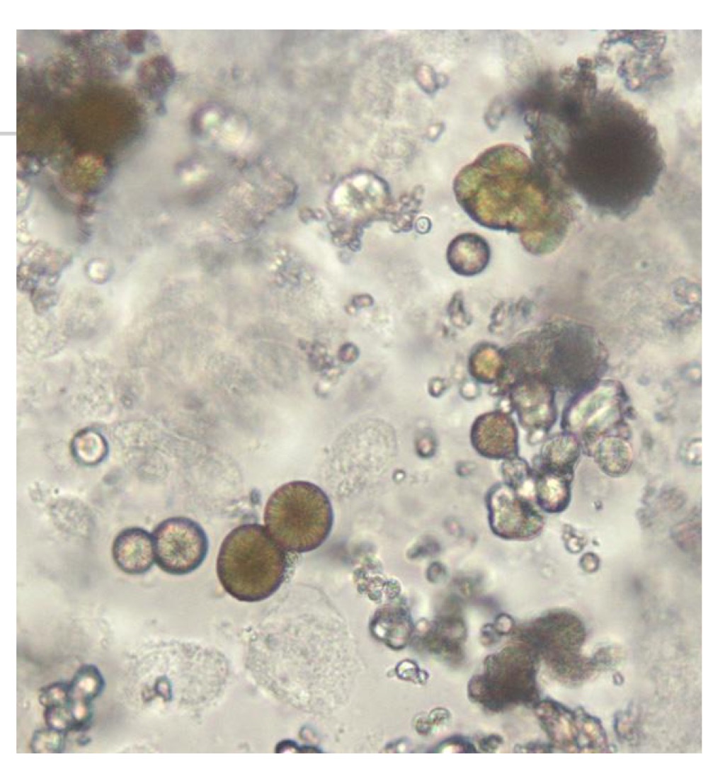 Identify this crystal.