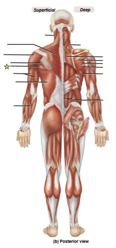 <p>identify the muscle</p>