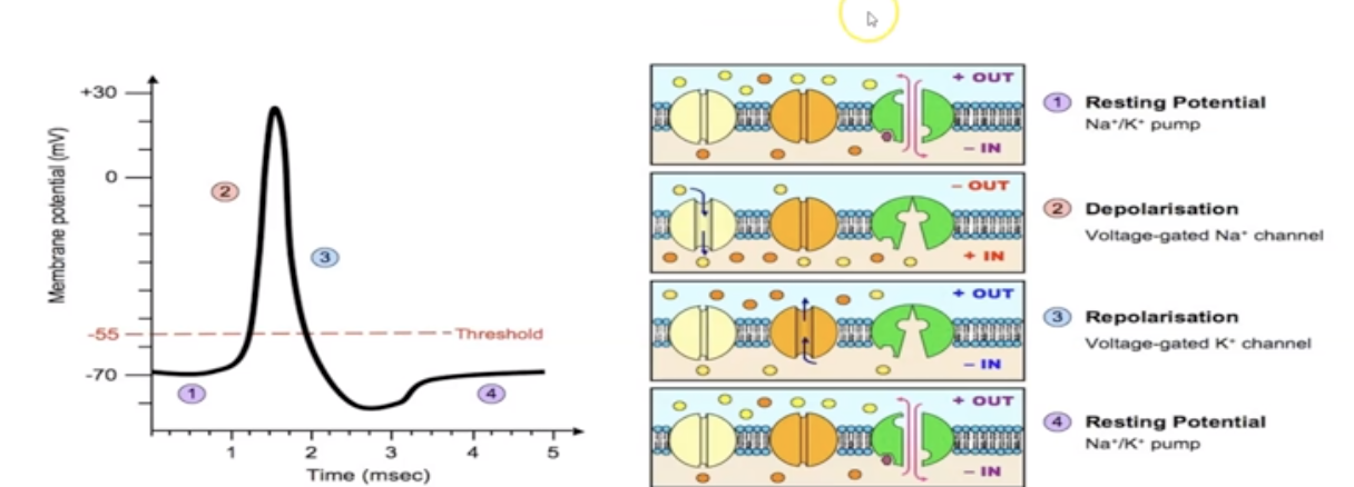 <p>The cell&apos;s internal environment changes from an overall positive charge to an overall negative charge and therefore returns to its resting state</p>