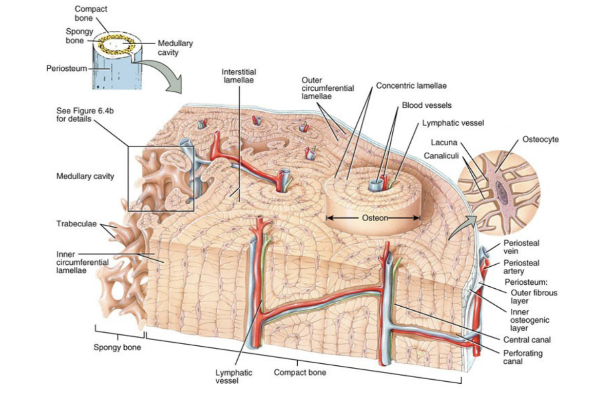 <p>osteons with concentric lamellae around a central canal, connected by perforating canals, containing osteocytes housed in lacunae linked by canaliculi, plus interstitial and circumferential lamellae</p>