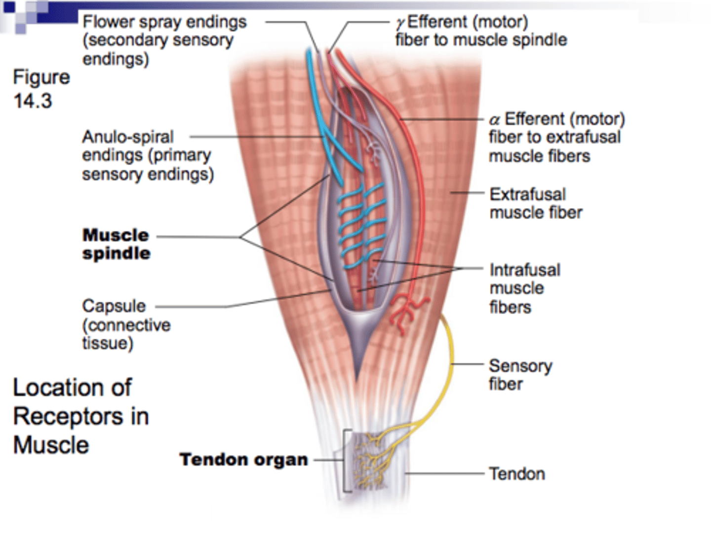 <p>Respond to stretch in skeletal muscles, tendons, joints, ligaments, and connective tissue coverings of bones and muscles</p><p>Inform brain of one's movements</p><p>(touch)</p>
