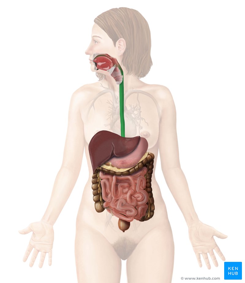 <p>esophagus </p>