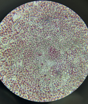 dicot root