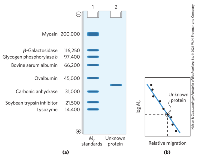 <p>plot of log M<sub>r</sub>&nbsp;of marker proteins vs relative migration during electrophoresis = linear</p>