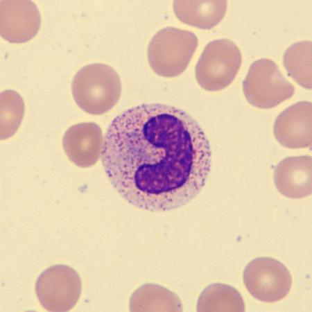 <p>What is this leukocyte?</p>