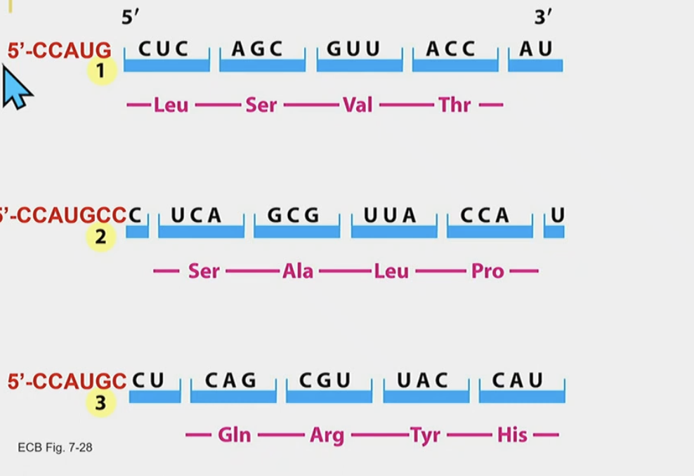 Defines the amino acid sequence

We define it by looking for the AUG (methionine) sequence and then start grouping the RNA into 3s