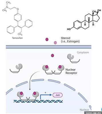 <p>nuclear hormone receptor,</p><p>line mammary epithelial</p><p>estrogen binds to receptors and promotes growth and division</p><ol><li><p>inactive monomer, </p></li><li><p>cross into cell, </p></li><li><p>binds receptor &gt; dimer, </p></li><li><p>enters nucleus, </p></li><li><p>binds zinc finger domain</p></li><li><p>recruits coactivators and transcription amchinery</p></li></ol><p></p>
