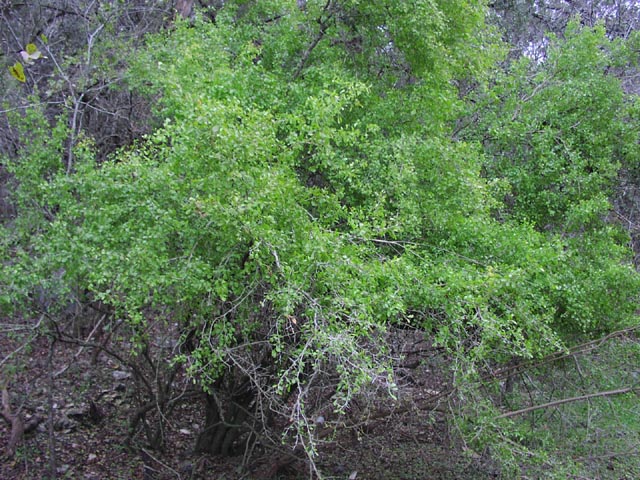 <p>Condalia hookeri<br>(Buckthorn)</p>