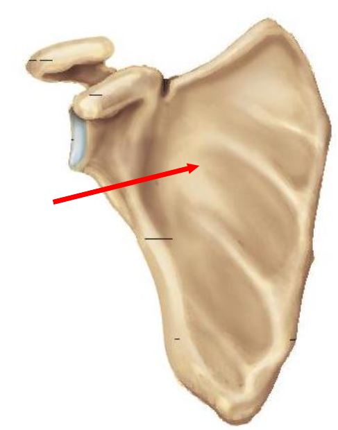 <p>Identify the structure of the scapula indicated</p>