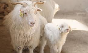 <p>Cashmere</p>