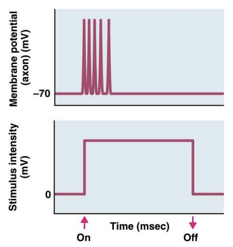 <p>encodes onset or offset of stimulus</p>