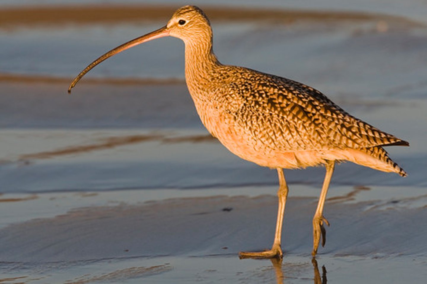 <p>probe mudflats</p>