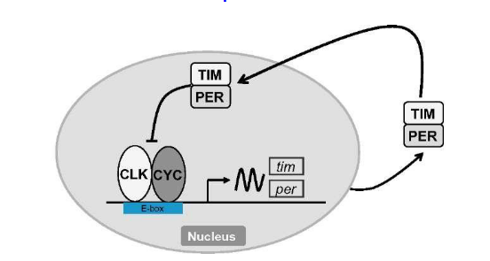 <p>A gene called clk (clock) codes for CLK protein.</p><p>A gene called cyc (cycle) codes for CYC protein.</p><p>CYC and CLK form a dimer in the day called CLK-CYC → binds DNA and stimulates transcription of per and tim.</p><p>In the night, PER/TIM blocks CLK-CYC binding to DNA → represses transcription of per and tim.</p>