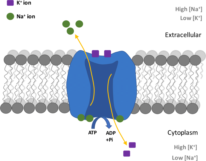 <p>Pumps 3 Na+ out, 2 K+ into cell, makes cell interior more negative<br>Process powered by ATP</p>