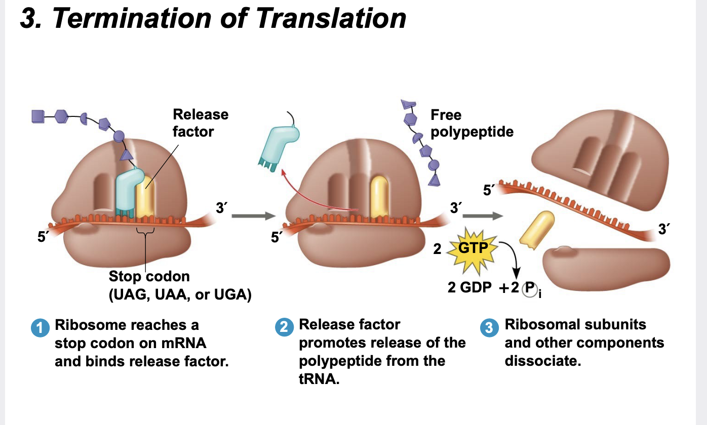 <p>Termination occurs when a stop codon (UAA, UAG, or UGA) in the mRNA reaches the A site of the ribosome.</p><p>The A site accepts a protein called a release factor.</p><p>The release factor causes the addition of a water molecule to the C-terminus of the growing polypeptide which releases it from the tRNA.</p><p>. After polypeptide release, the entire translation assembly (ribosome, tRNAs, mRNA, etc.) comes apart.</p><p>.The mRNA can be translated again and again.</p>