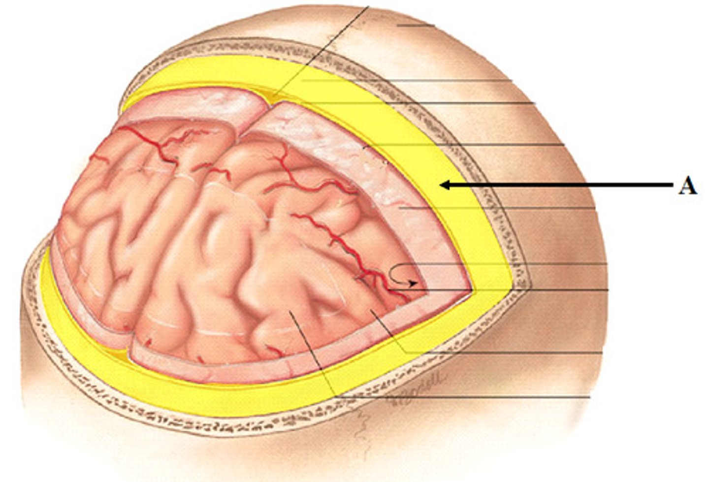 <p>-space bw cranium and periosteal layer of dura mater</p><p>-hosts meningeal arteries</p>