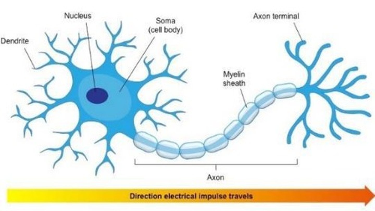 <p>Electrical charge traveling down a neuron's axon.</p>