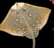 <p>What is the scientific name of this specimen?</p>