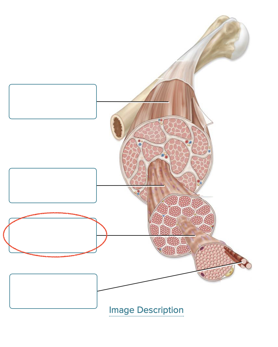 <p><span><span>Label the components of skeletal muscle.</span></span></p>