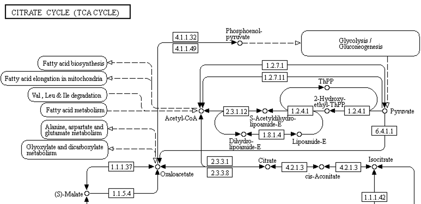 <p><span>§Metabolites are the nodes and reactions connecting them are the edges</span></p><p><span>§Enzymes that catalyze the reactions label the edges</span></p><img src="https://knowt-user-attachments.s3.amazonaws.com/976ff026-d9ce-45a6-81ac-68b3f9cc889f.png" data-width="100%" data-align="center"><p></p>