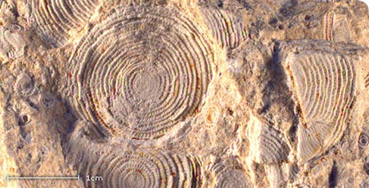 <p>Large, disc-shaped foraminifera, extinct</p><p>Phylum Foraminifera; Order Rotaliida</p>
