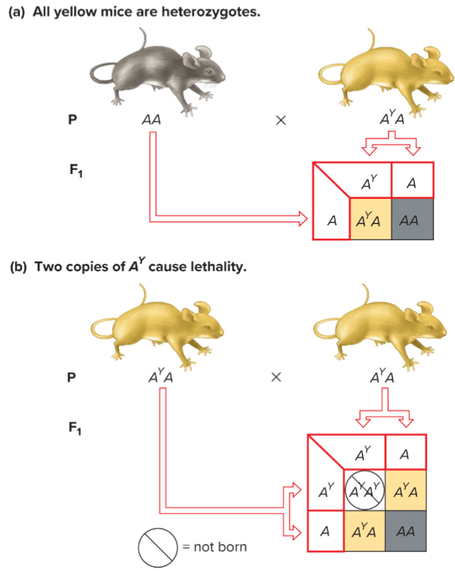 <ul><li><p>A<sup>Y</sup> is dominant to A for hair colour but recessive to A for lethality</p></li><li><p>cross yellow x yellow mice</p><ul><li><p>F1 mice are 2/3 yellow and 1/3 agouti</p></li></ul></li><li><p><strong><u>2:1 ratio</u></strong> is indicative of a <strong><u>recessive lethal</u></strong> allele</p><ul><li><p>Pure-breeding yellow (A<sup>Y</sup>A<sup>Y</sup>) mice can’t be obtained because they aren’t viable</p></li></ul></li></ul>