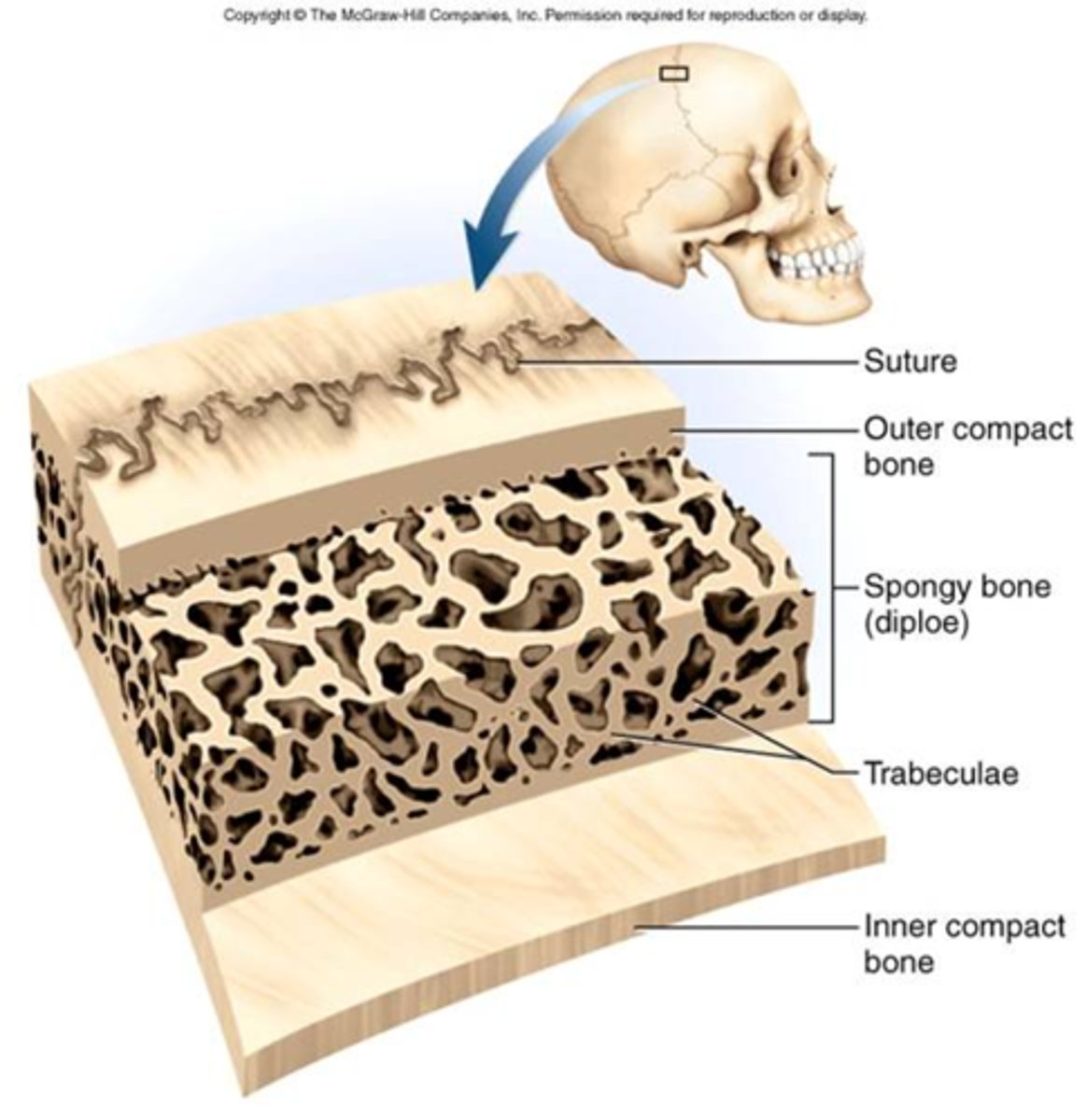<p>This type of bony tissue is based on a microscopic arrangement of bone called trabeculae.</p><p>Looks less organized than the Haversian system, but the trabeculae are arranged for maximum resistance to</p><p>stress.</p><p>Contains irregularly arranged lamellae and osteocytes interconnected by canaliculi.</p><p>No osteons.</p><p>Nutrients diffuse through the canaliculi to the osteocytes within the narrow spaces between the trabeculae.</p>