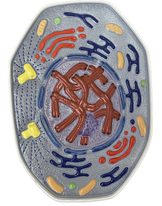 <p>Which phase does the chromosomes coil, and nucleoli &amp; nuclear envelope disappear?</p>