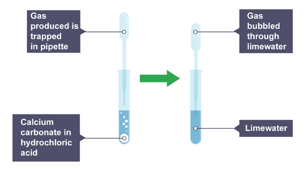 <ol><li><p>Measure 15cm<sup>3</sup> hydrochloric acid into the boiling tube using measuring cylinder </p></li><li><p>Measure 3cm<sup>3</sup> limewater using small measuring cylinder into test tube</p></li><li><p>Keep tubes side by side in rack</p></li><li><p>Add calcium carbonate to acid in boiling tube</p></li><li><p>Using pipette, collect gas produced by opening and closing above reaction</p></li><li><p>Once collected bubble through limewater and record observations</p></li></ol><p></p>