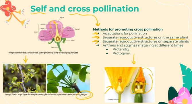 <p>Many of the adaptations are the same as the ones discussed earlier; about plants having large colorful, scented petals to attract pollinators, nectarines in their stems which secrete nectar (also to entice pollinators), and sticky stigmas for the pollen to stick to, as well as spiky pollen grains so that the pollen will stick to the pollinator.<br><br>However, <strong>some plants have separate flowers for their male parts</strong> (the stamen containing the anther, filament, and sepal) <strong>and their female parts</strong> (pistils containing the ovary, ovule, and stigma), <strong>on the same plant. </strong>For example, zucchinis have separate male and female flowers on the same plant<br><br>Alternately, some plants have <strong>separate flowers for their male and female parts on two totally different plants</strong>! One example of this is the ginkgo biloba tree, which has whole entire trees only containing flowers with female parts, and whole entire trees only containing flowers with male parts<br><br>Some plants also have anthers and stigmas that mature at different times<br></p>