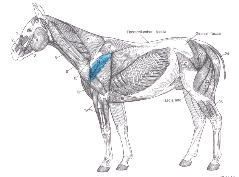 <p>Name of highlighted muscle?</p>