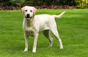 <p>NOWWW look they can be brown, black, and white as in the pic but they all have drooping mouths so yah!</p>