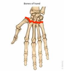 <p><span>carpal bones meet the metacarpal bones</span></p>