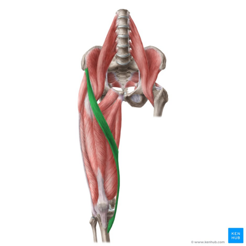 <p>Runs diagonally across the thigh; flexes, abducts, and externally rotates the hip; palpate along the thigh when crossing legs.</p>