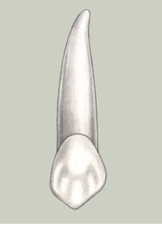 <p>Tooth #, Eruption, and Root Formation</p>