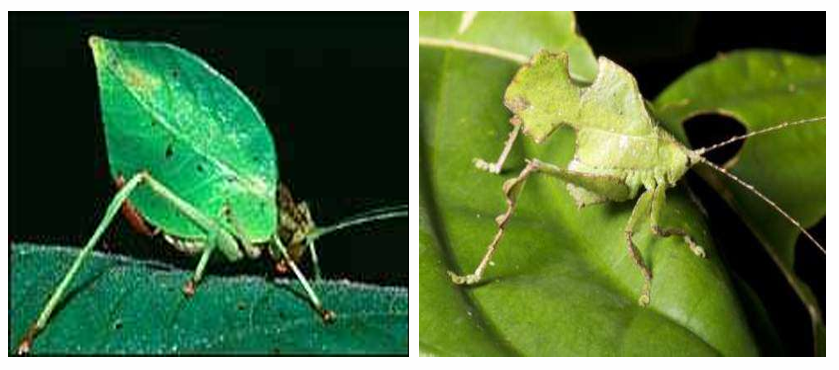 <p>What is this in the Characteristics of Life?</p>