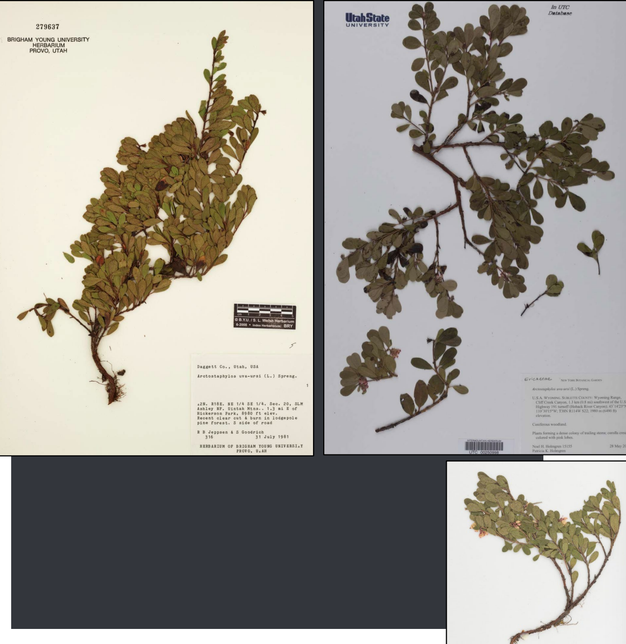 <p>Leaf has obtuse apex (paddle-shaped leaves), shreddy bark, red fruit</p>