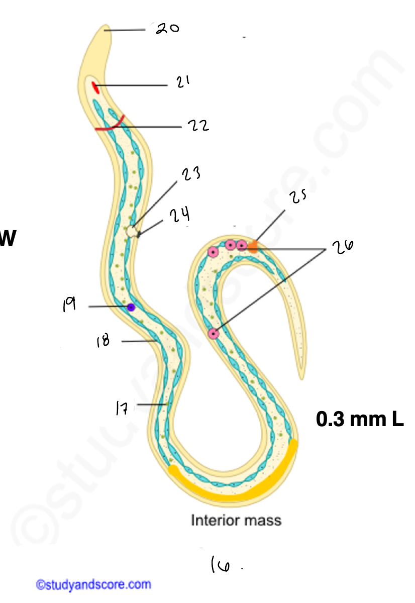 <p>16.</p>