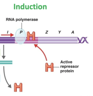 <ol><li><p><strong>Allolactose</strong> binds to the <strong>ACTIVE repressor protein</strong></p></li><li><p>repressor changes shape → <strong>INACTIVE</strong></p></li><li><p><strong>INACTIVE</strong> repressor can’t bind to !<u>OPERATOR </u></p></li><li><p>RNA polymerase now free to bind to operator</p></li><li><p>Transcribes lacA, lacY, lacZ,</p></li></ol><p></p>