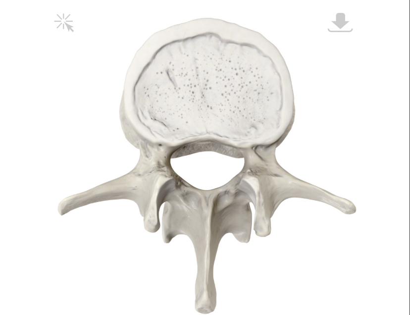 <p>Hoe heet het gat?</p>