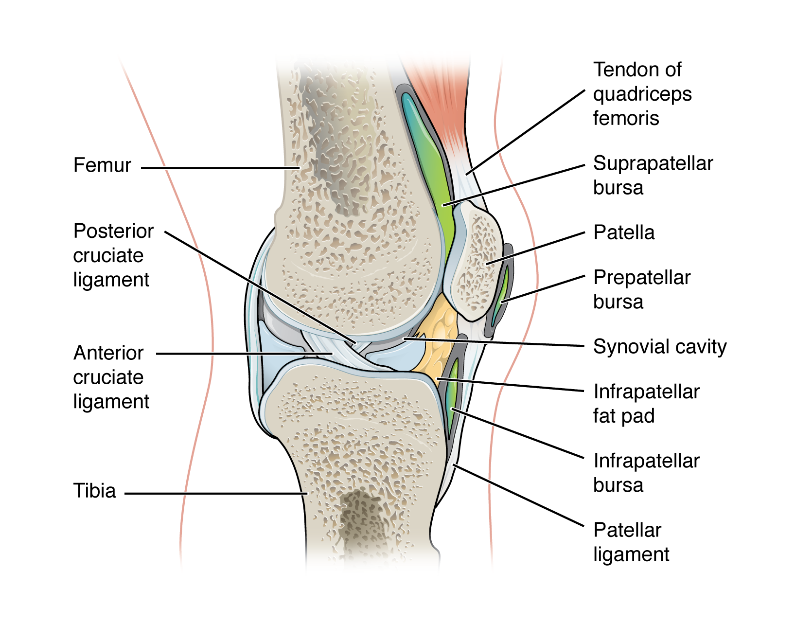 <p>fluid filled lubricating sac that forms in connective tissue</p><ul><li><p>contains synovia fluid and is lined by a synovial membrane</p></li><li><p>found between moving structures such as skin, muscles, tendons/ligaments usually found near joints</p></li></ul><ul><li><p>act to reduce friction</p></li></ul><p></p>