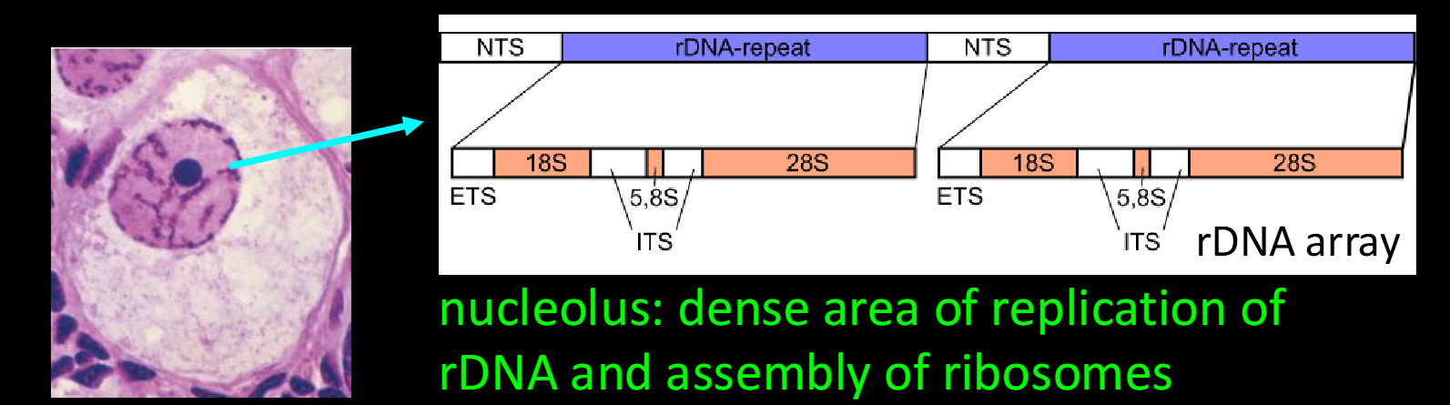 <p><strong><u>Duplications as selectively favored mutations:</u></strong> essential structural genes may exist in MANY copies so that enough expression products can be produced.</p><p><br><strong><u>nucleolus</u></strong>: dense area of replication of rDNA and assembly of ribosomes</p>