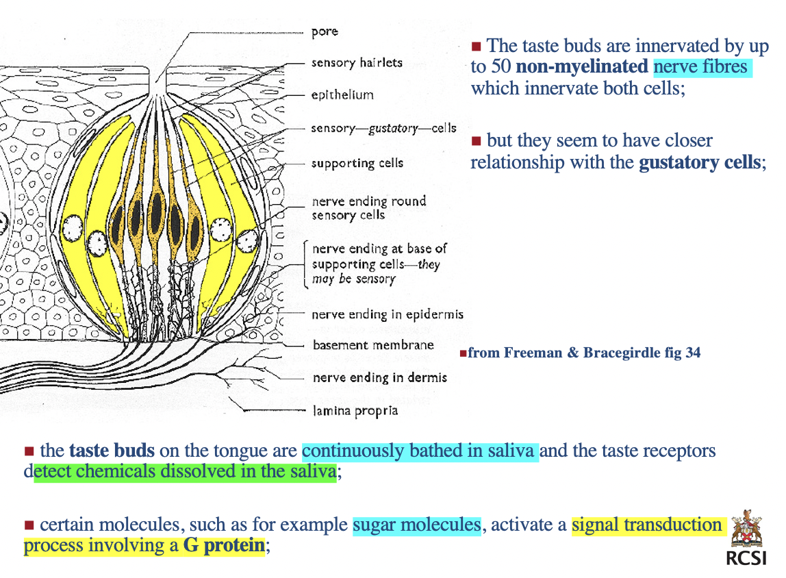 * **Gustatory cells** and darker **sustentacular cells** with a third **basal cell** now recognised which may give rise to both (as in this third basal cell that has been discovered can differentiate into either g cells or s cells);

%%Basal cells maybe are reserved to give rise to new taste receptors and support existing ones%%

\
* Both the gustatory and sustentacular cells have long **microvilli**;

\
* The microvilli or taste hairs protrude into the pore and are the $$taste receptors$$;

\
* The $$plasma membrane$$ of taste hairs contain $$clusters of *protein molecules*$$

  \
* These receptors bind to *food molecules dissolved in water (saliva)*

  \
* Stimulation of the receptor cells causes the stimulation of the **dendrites** of the $$sensory nerves wrapped around the receptor cells$$ and impulses from the taste bud are transmitted to the brain

  \
* **Zinc**- stimulates division of the cells in taste buds

\
* Although the **gustatory cells** are thought to be the %%taste receptors%% the **sustentacular cells** may serve some receptor function;

\
The taste buds are innervated by up to 50 **non-myelinated** nerve fibres which innervate both cells;

\
but they seem to have closer relationship with the**gustatory cells**

\
the **taste buds** on the tongue are continuously bathed in saliva and the taste receptors detect chemicals dissolved in the saliva;

\
certain molecules, such as for example sugar molecules, activate a $$signal transduction process involving a **G protein**$$;