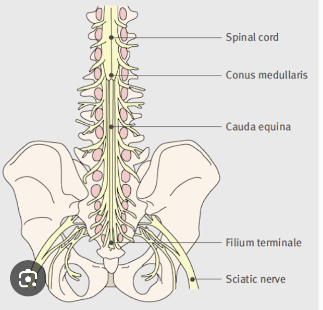 <ul><li><p>bundle of spinal nerves at lower end</p></li><li><p>a fibrous remnant of pai mater is present (filum terminale)</p></li></ul><p></p>
