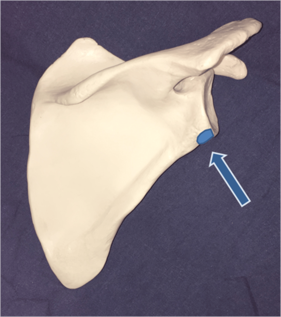 <p>Lateral side of scapula just below the glenoid fossa</p>
