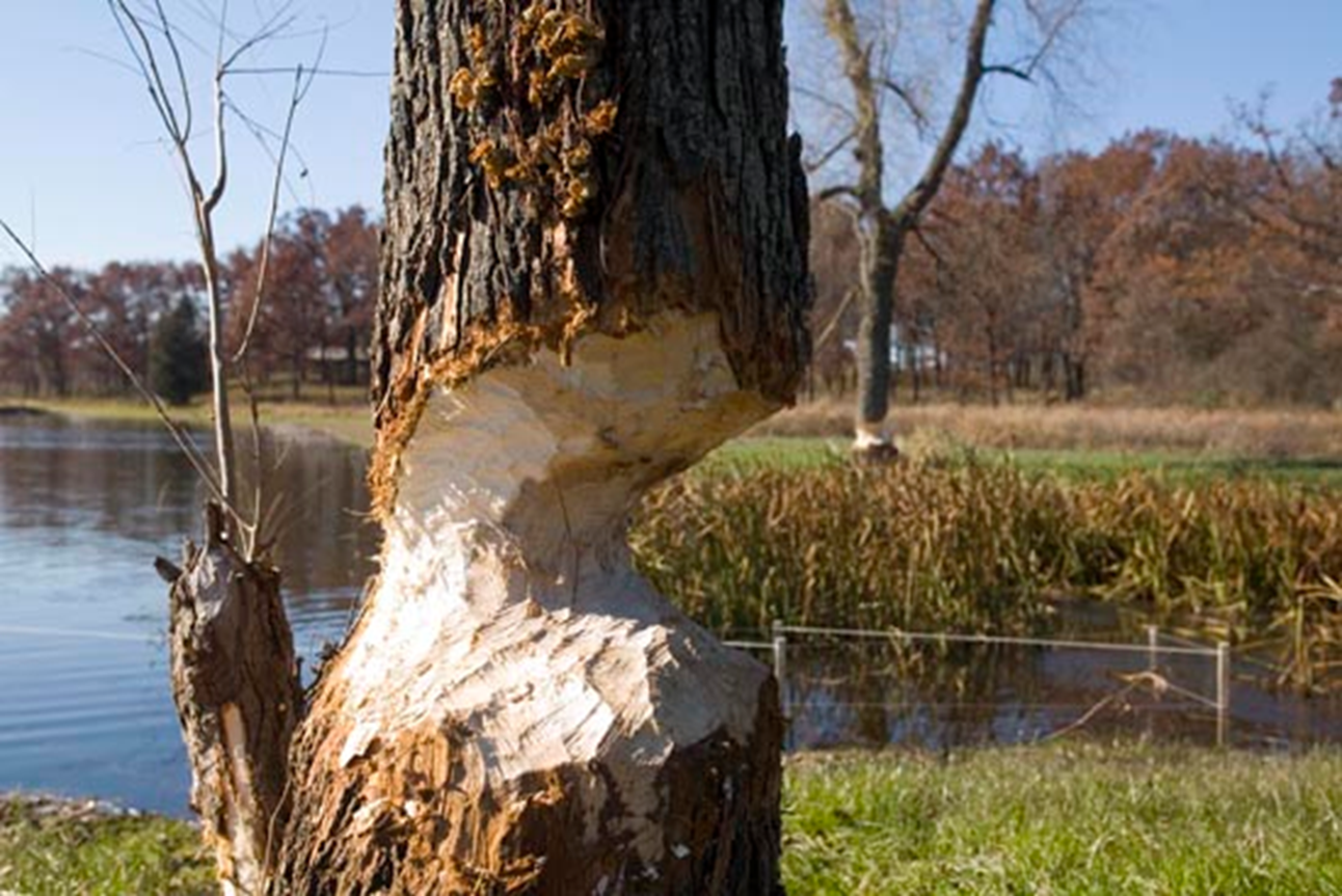 <p><span>Bears, beavers, porcupines, rabbits, squirrels, and some rodents&nbsp;______ on trees for nutrition or to wear down their teeth.&nbsp;This behavior is a normal feeding strategy, especially during winter when other food sources are scarce.&nbsp;</span></p>