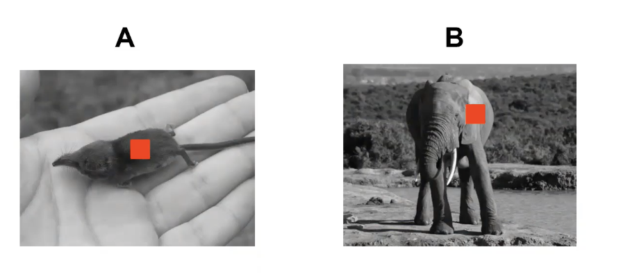 <p>which gram of tissue would use the most energy per day? why?</p>