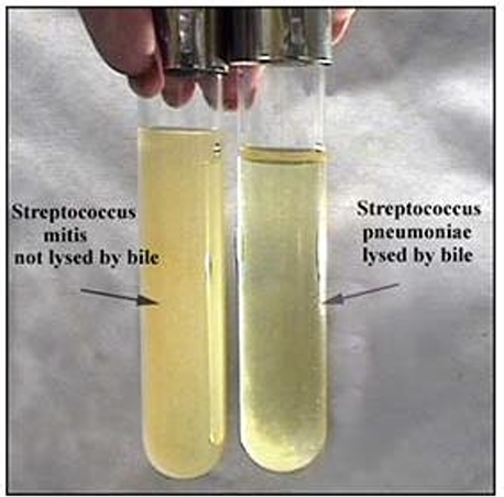 <p>Streptococcus pneumoniae is bile soluble (lysed) whereas all other alpha-hemolytic streptococci are bile resistant. </p><p></p><p>The bile (2% sodium deoxycholate) solubility test distinguishes Streptococcus pneumoniae from all other alpha-hemolytic streptococci</p>