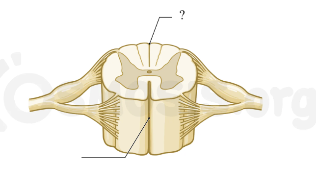 <p>posterior shallow groove of the spinal cord</p>